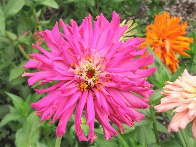 CYBEXIS Cactus Flowered Mix Seed(1 g)