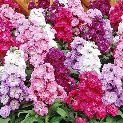 KANAYA Stock Matthiola Incana Mixed Color Flower Seed(28 per packet)
