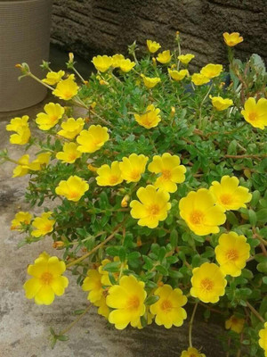 Lorvox 9'0 Clock Flower Seed(75 per packet)