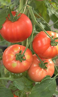 Quentova Beefsteak Tomato 2.5gm Seeds Seed(1000 per packet)