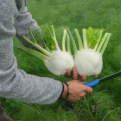CYBEXIS High Yield Sweet Fennel Florence Seeds700 Seeds Seed(700 per packet)