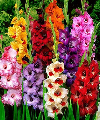 CRGO GLADIOULUS Seed(50 per packet)