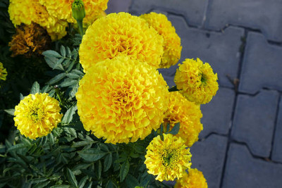 SEATERN marigold/gende ka phool flower seeds Seed(25 per packet)