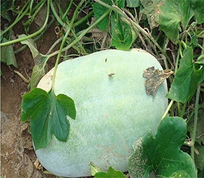 seedbasket Ash Gourd Seeds Seed(50 per packet)