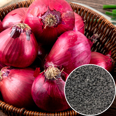 Nelgates Big onion Seed(50 per packet)