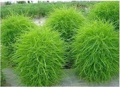 BDSresolve kochia flower seeds pack of 23 Seed(23 per packet)