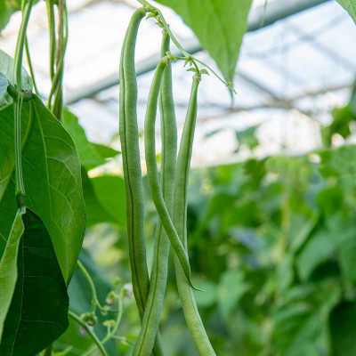 SEMPA French Bean Cobra Seed(100 per packet)