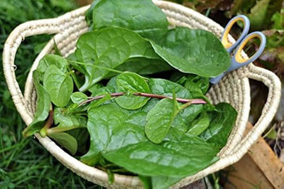 BDSresolve red malabar spinach hybrid seeds/Spinach seeds 84 Seed(84 per packet)