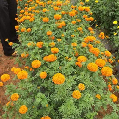 Aywal Marigold Dwarf French - Durango RED Seed(180 per packet)