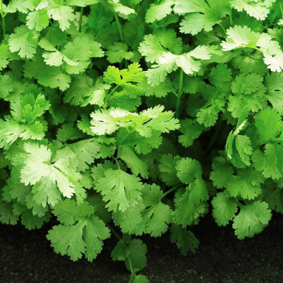 Qualtivate NDIR-22 Cruiser Cilantro Seeds Seed(500 per packet)