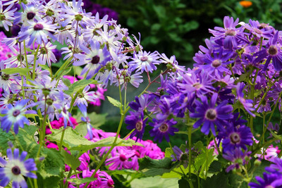 Epazo Cineraria Mixed Hybrid Seeds For Home Garden Seed(95 per packet)