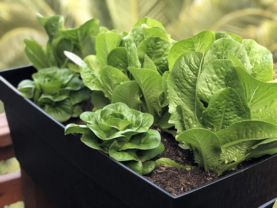CYBEXIS ATS-16 - Lettuce Romaine - Parris Island Cos - (1350 Seeds) Seed(1350 per packet)