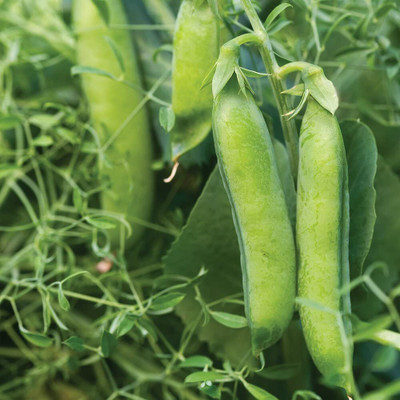 CYBEXIS VVI-89 - Masterpiece Pea - (100 Seeds) Seed(100 per packet)