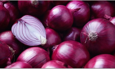 WATIKA Red Onion Organic Seed(2000 per packet)
