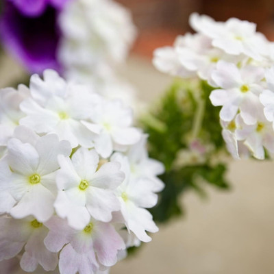 Lorvox Verbena Hybrid Mixed Flower Seed(22 per packet)
