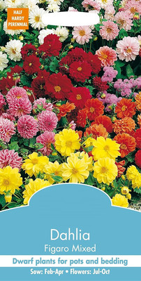 LPR DAHLIA Seed(5 per packet)