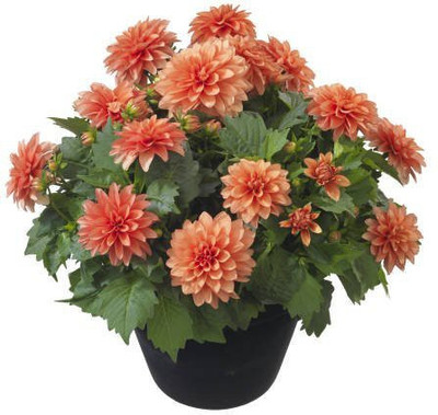 CYBEXIS Dahlia-Pompon Rosia Mix Flower Seed Seed(50 per packet)