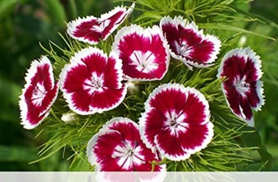 Lorvox Sweet William Multicolor Flower Seeds Winter Season Suitable For Gardeni ng Seed(30 per packet)