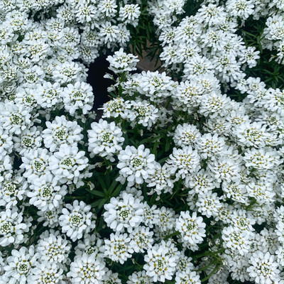 CEZIUS IBERIS – CANDYTUFT Seed(60 per packet)