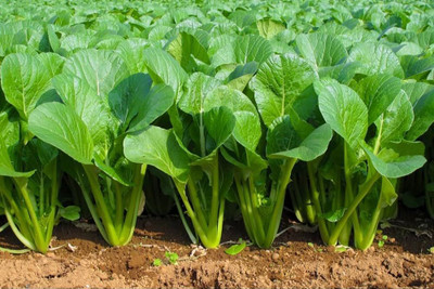 BHUSAN Palak seeds for home garden organic PACK OF 190 Seed(190 per packet)