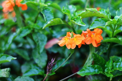 oiver kanakambaram-firecracker-crossandra Seed(100 per packet)