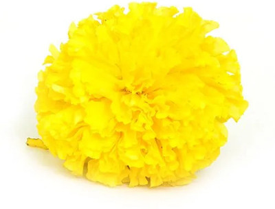 XOLDA Exotic marigold yellow Seed(38 per packet)