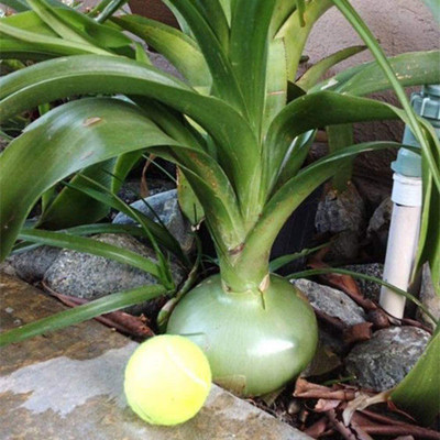 CYBEXIS F1 Giant Onion Seeds Spanish Heirloom 2000 Seeds Seed(2000 per packet)