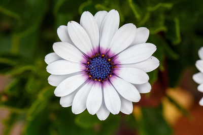 Lorvox Daisy Seed(85 per packet)