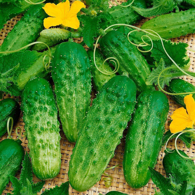 Qualtivate HUA-2A Cucumber Bush Type Pickling Heirloom Seed(300 per packet)