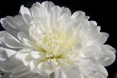 XOLDA Exotic chrysanthemum white Seed(48 per packet)