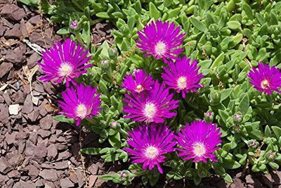CYBEXIS STARDUST ICE PLANT Mesembryanthemum Delosperma Seed(50 per packet)