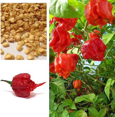 CYBEXIS Pepper Chilli Seed(300 per packet)