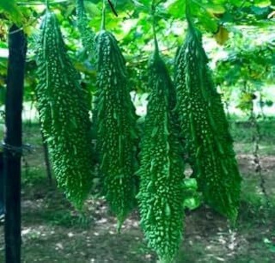 LPR KARELA ,BITTAR GOURD Seed(30 per packet)