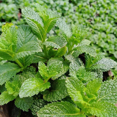 Qualtivate HUA-30 Citronella Lemon Balm Seed(500 per packet)