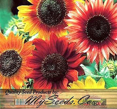 CYBEXIS HUA-82 - SUNFLOWER CRAZY MIX - (150 Seeds) Seed(150 per packet)