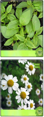 VibeX ™ XLL-181- Herb Seeds Combo Pack Seed(20 per packet)