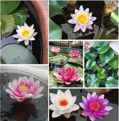 CYBEXIS LXI-22 - Dwarf Aquatic Water Lily - (30 Seeds) Seed(30 per packet)