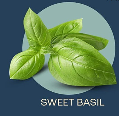 VibeX VVI-4 - Genovese Sweet Large Leaf Basil - (4500 Seeds) Seed(4500 per packet)