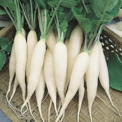 LPR MULI ,WHITE RADISH Seed(20 per packet)