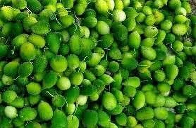 BDSresolve kantola seeds hybrid pack of 5 Seed(5 per packet)
