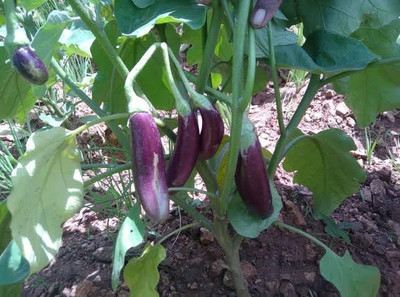 LPR BRINJAL SEEDS Seed(500 per packet)