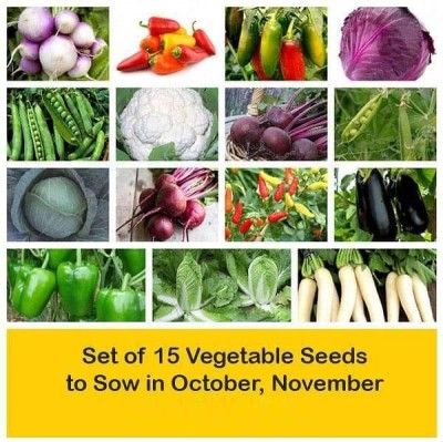 CYBEXIS Combo of 15 Vegetable Seeds to Sow in Winter Seed(10 g)