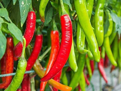 KNESSiN Chilli Kitchen Special[400 Seeds] Seed(400 per packet)