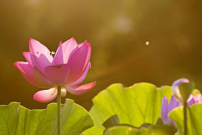SIDDHI VINAYAK lotus,kamal gatta Seed(11 per packet)