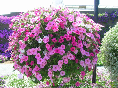 Lorvox Plumb Pudding Easy Wave Petunia Flower Seed(70 per packet)