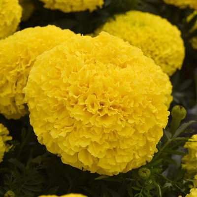 Avysa African Marigold Hybrid Seeds For Roof Garden Container Garden Yellow Seed(100 per packet)