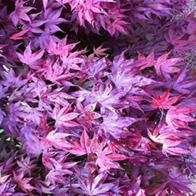 Aro Maple Seed(37 per packet)