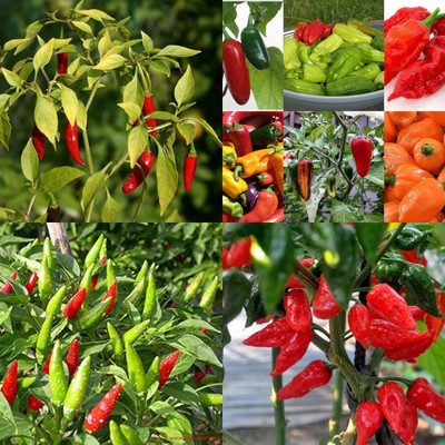 ibains Hybrid chilli seeds 390 Seed(390 per packet)