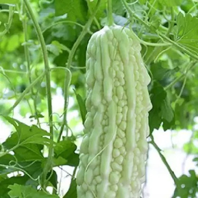 Aro Bitter Gourd, Karela Seed(67 per packet)