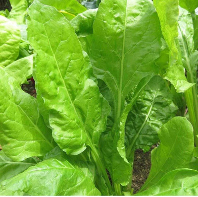 Oliver palak,spinach Seed(65 per packet)